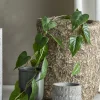 Bloomingville - Anthurium Kunstig Plante - Grøn, Plastik, 117 cm