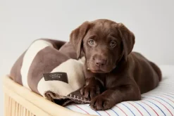 OYOY Zoo - Milo Ternet Hundepude - Small - Clay Melange