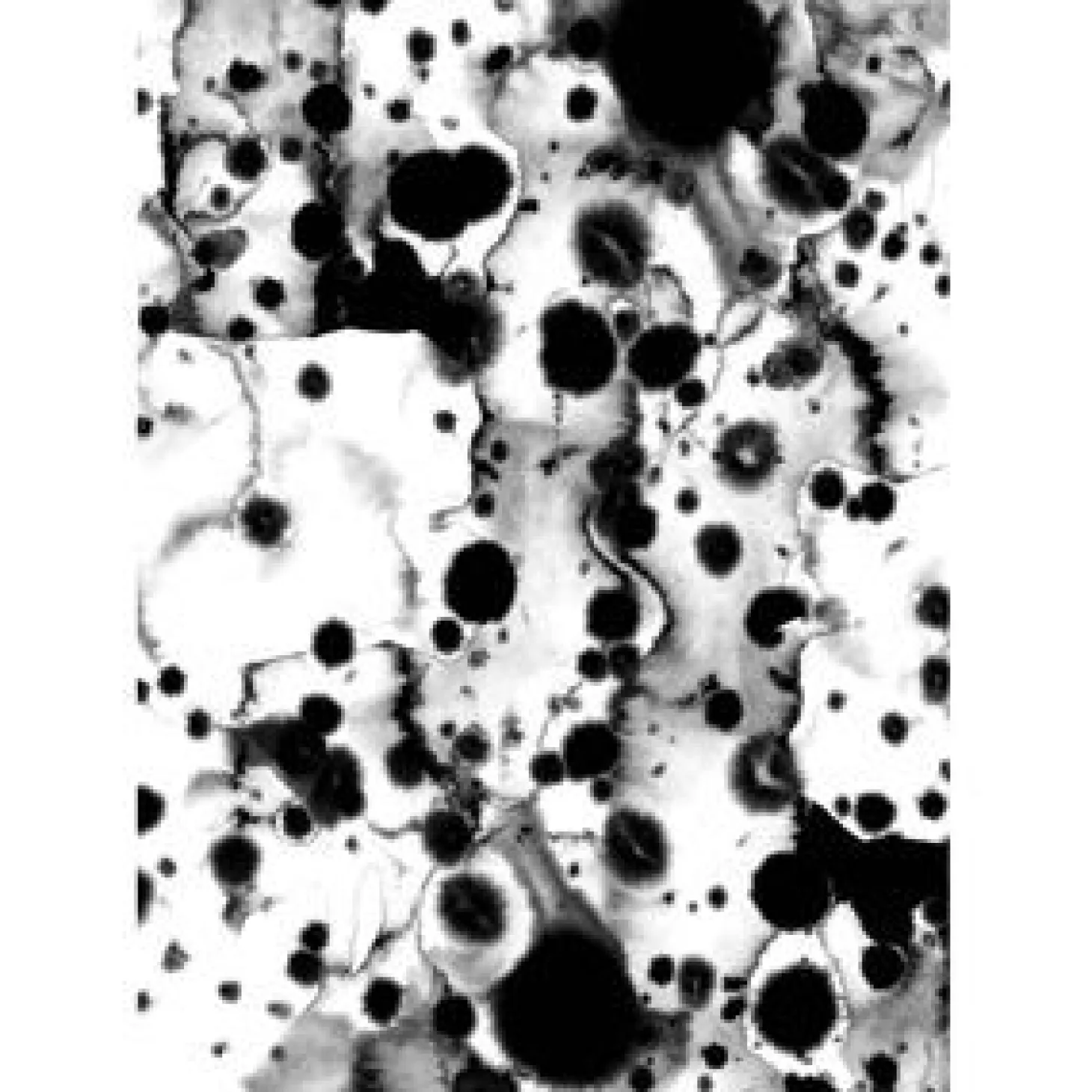 Paradisco Productions illustration - Inked plakat (A3)