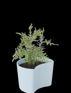 RIG-TIG - YOUR TREE plantepotte med birkefrø blue