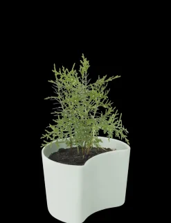 RIG-TIG - YOUR TREE plantepotte med birkefrø green