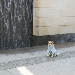 Tadazhi - Regnjakke til hund - Lysegrå - Str. 35