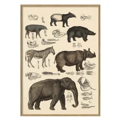 The Dybdahl - Plakat 30x40 cm. - Animalia #5101 - Papir