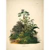 The Dybdahl - Plakat 50x70 cm - Mauritia - Papir