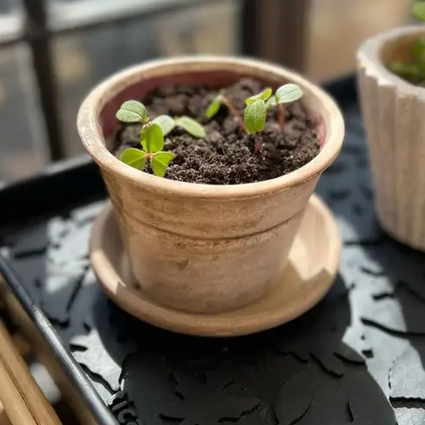Tica Copenhagen - Leaves Design Skobakke - Small